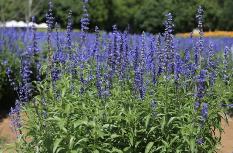 Beat the Heat: 10 Drought-Proof Plants That Thrive in Texas Yards!